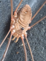 Leiobunum ventricosum