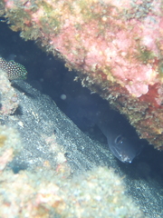 Conger marginatus