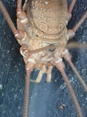 Leiobunum ventricosum