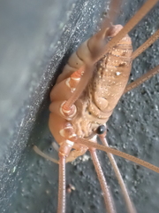 Leiobunum ventricosum