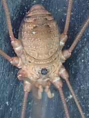Leiobunum ventricosum