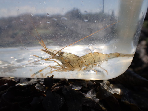 Rockpool Prawn, Jacobahaven, 4675 RB Netherlands, photo 10 of 10