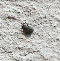 Otiorhynchus rotundus