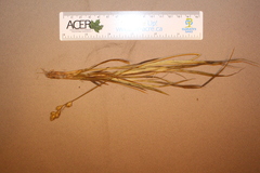 Carex foenea