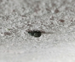 Otiorhynchus rotundus