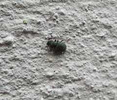 Otiorhynchus rotundus