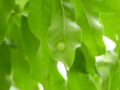 Amphibolips nubilipennis