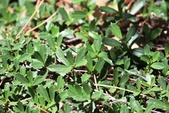 Ceanothus prostratus