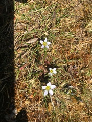 Gentianella limoselloides