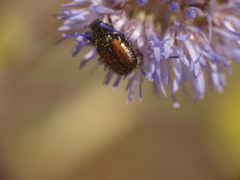 Chasmatopterus