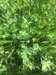 Trifolium dubium