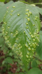 Taphrina ulmi