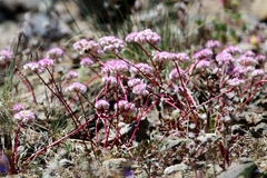 Calyptridium monospermum