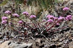 Calyptridium monospermum
