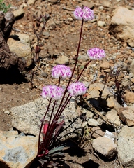 Calyptridium monospermum