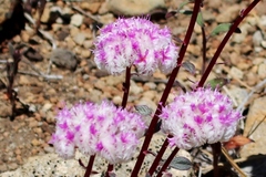 Calyptridium monospermum