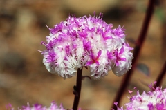 Calyptridium monospermum