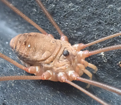 Leiobunum ventricosum