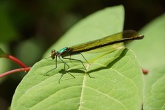 Calopteryx angustipennis