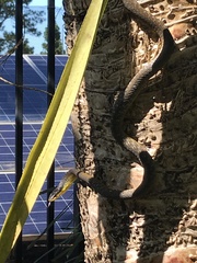 Dendrelaphis punctulatus