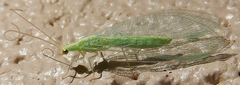 Chrysoperla comanche