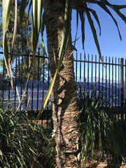 Dendrelaphis punctulatus