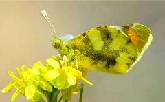 Zegris eupheme