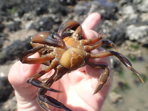 Crab-hacker barnacle, Jacobahaven, 4675 RB Netherlands, photo 9 of 10