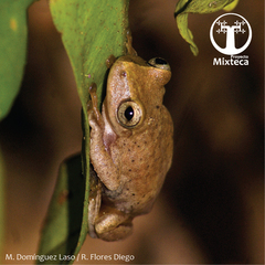 Exerodonta sumichrasti