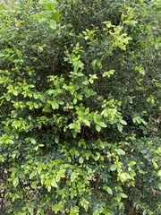 Myrcianthes fragrans