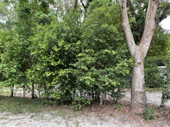 Myrcianthes fragrans