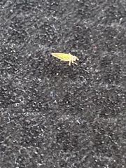 Psylla buxi