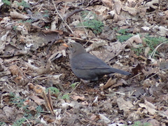Turdus merula