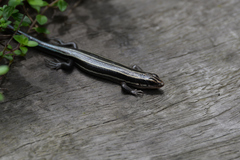 Plestiodon finitimus