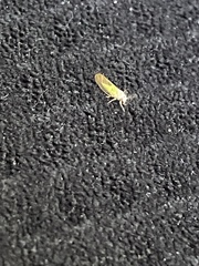 Psylla buxi