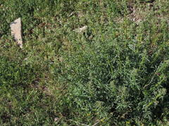 Scrophularia canina canina