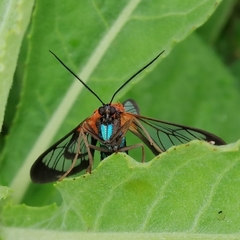 Cosmosoma telephus