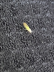 Psylla buxi