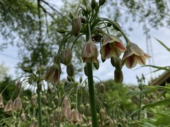 Allium siculum