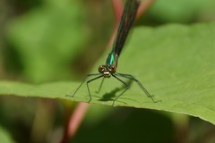 Calopteryx angustipennis