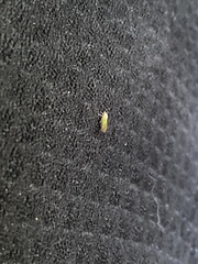 Psylla buxi