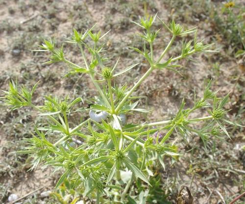 Field Eryngo