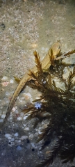 Lissotriton boscai