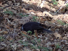 Turdus merula