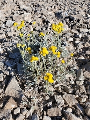 Bahieae