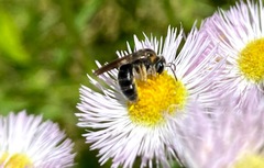 Andrena alleghaniensis