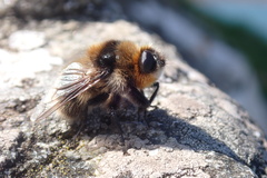 Cephenemyia auribarbis