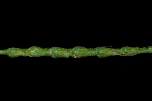 swollen goatgrass