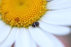 Anthrenus angustefasciatus