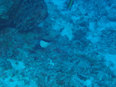 Apolemichthys arcuatus